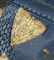 Catocala connubialis