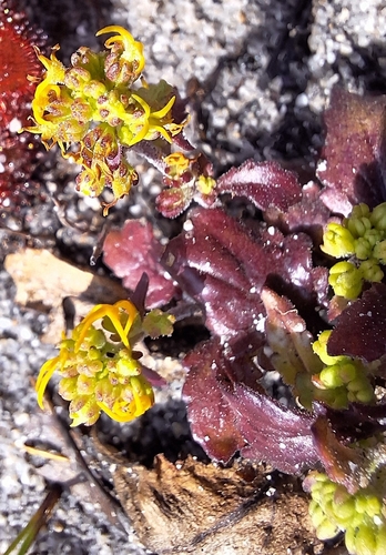 Image of Manulea cheiranthus by (c) Adele SL, some rights reserved (CC BY)