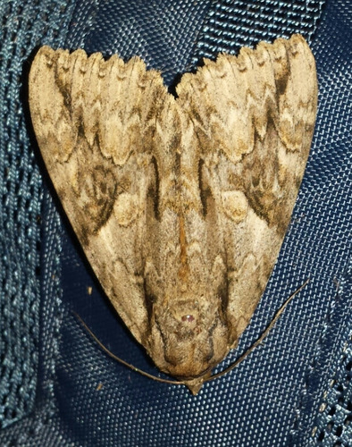 Mother Underwing Moth