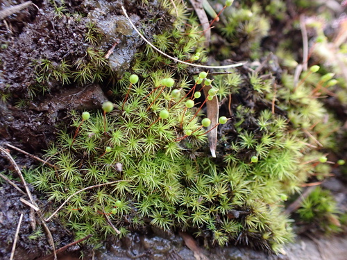 Bartramia robusta observed 2024-09-22