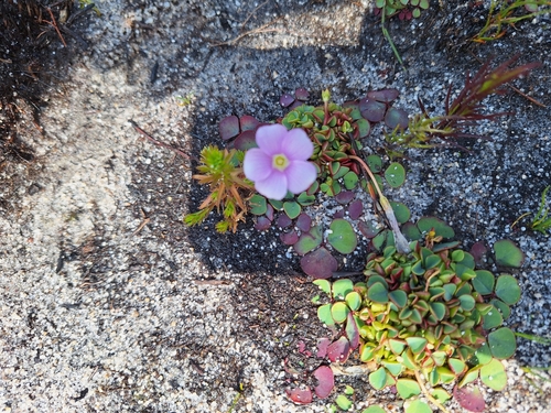 Image of Oxalis commutata by (c) Adele SL, some rights reserved (CC BY)