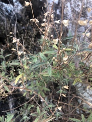 Syncolostemon canescens