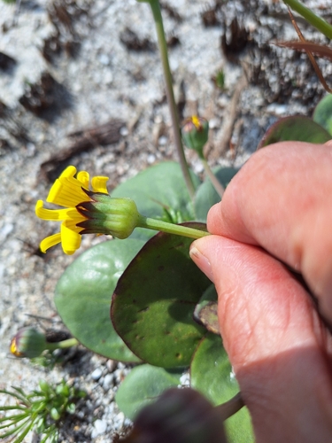 Image of Bulbous Babooncabbage by (c) Adele SL, some rights reserved (CC BY)