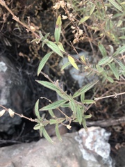 Syncolostemon canescens