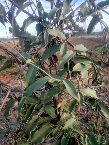 Aristolochia indica, photograph 6