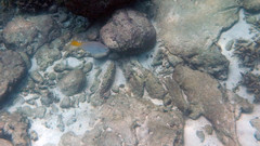 Scarus hypselopterus