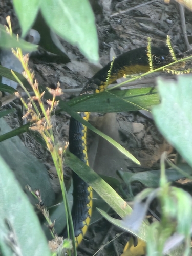Yellow-lipped Sipo