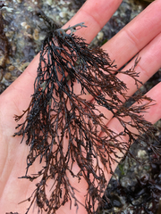 Odonthalia floccosa