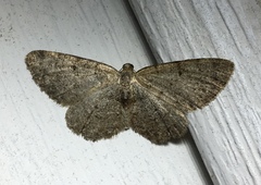 Aethalura intertexta