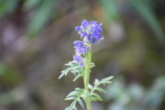 Phacelia franklinii