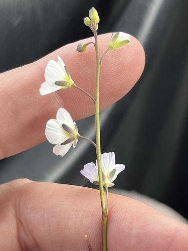 Image of Heliophila carnosa by (c) Charleen Brunke, some rights reserved (CC BY)