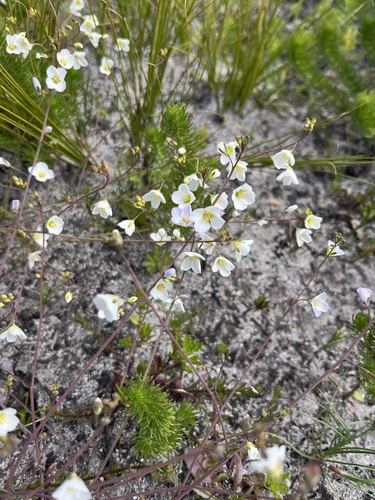 Image of Heliophila carnosa by (c) Charleen Brunke, some rights reserved (CC BY)