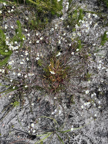 Image of Heliophila carnosa by (c) Charleen Brunke, some rights reserved (CC BY)