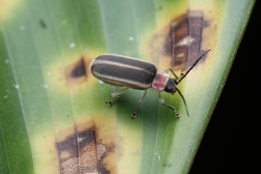 Metrogaleruca lateralis