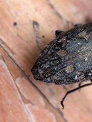 Chrysobothris quadriimpressa