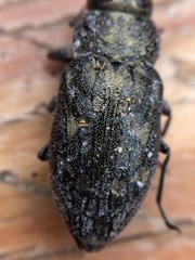 Chrysobothris quadriimpressa