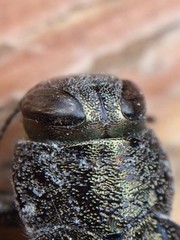 Chrysobothris quadriimpressa