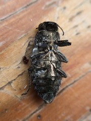 Chrysobothris quadriimpressa