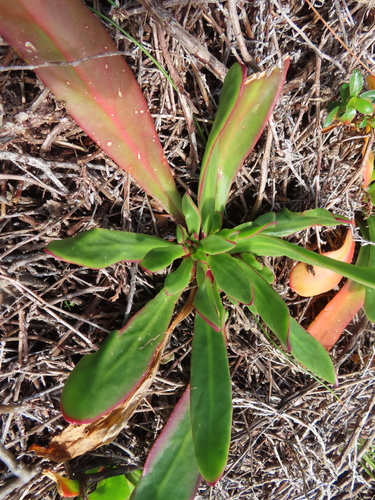 Image of Flat Leaffig (Skiatophytum tripolium) by (c) linkie, some rights reserved (CC BY)