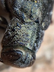 Chrysobothris quadriimpressa