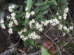 Aster baccharoides