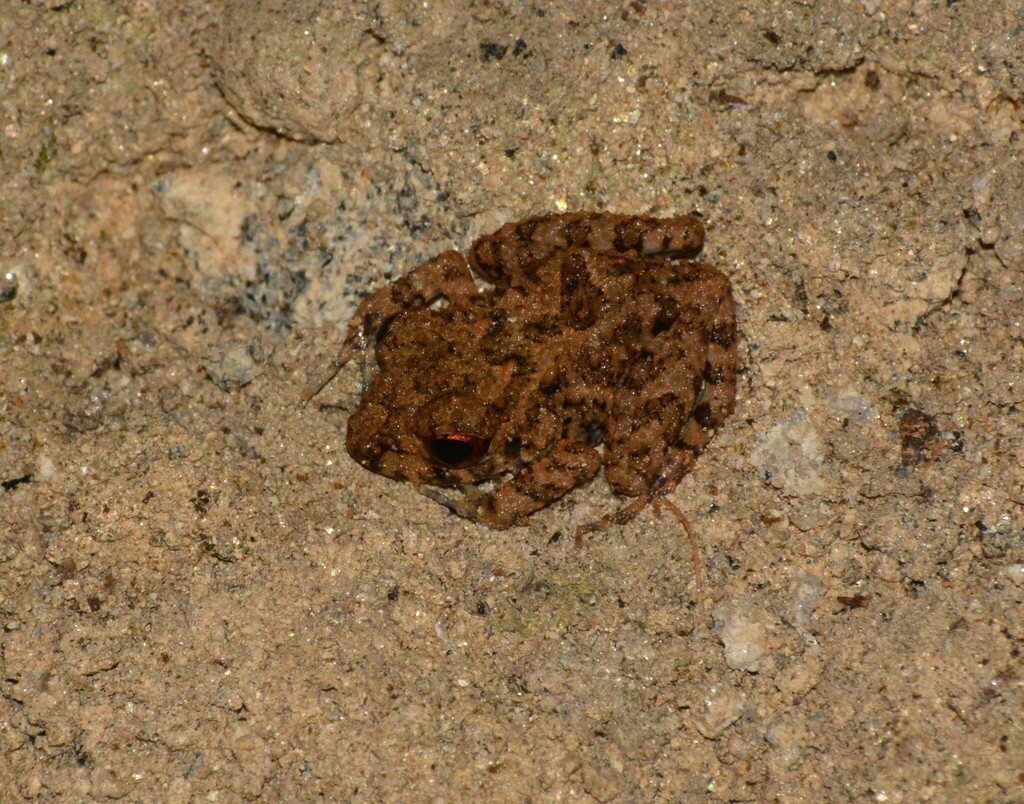 Octavio's Robber Frog