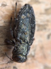 Chrysobothris quadriimpressa
