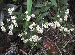 Aster baccharoides