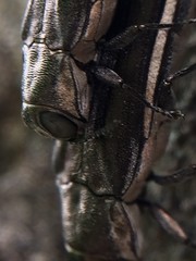 Agrilus macer