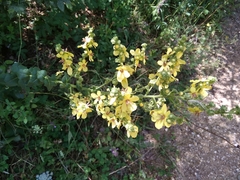 Verbascum pyramidatum