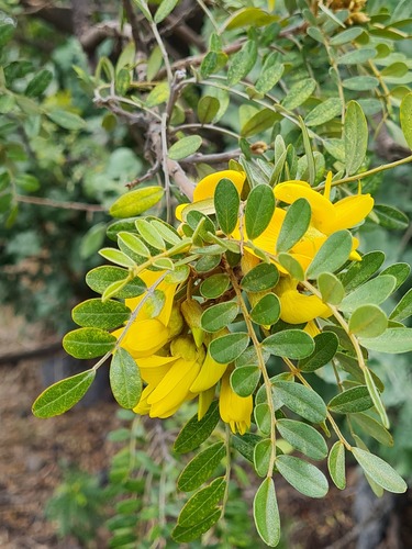 Mamani (Sophora chrysophylla)