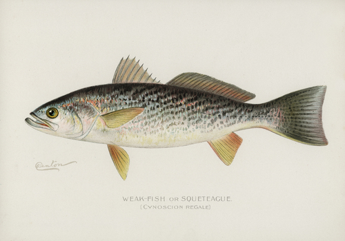 Weakfish