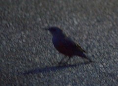 Monticola solitarius