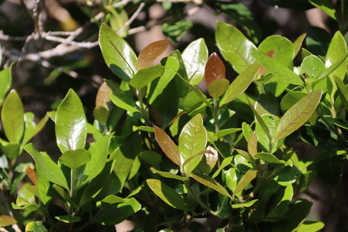 Image of Noronhia foveolata by (c) Tony Rebelo, some rights reserved (CC BY-SA)