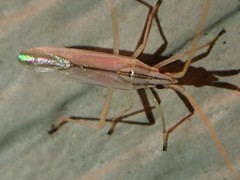 Trigonotylus pulcher