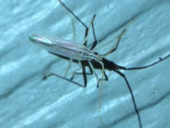 Trigonotylus pulcher