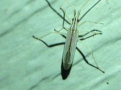 Trigonotylus pulcher