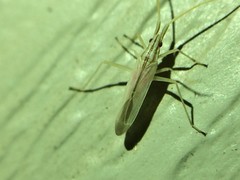 Trigonotylus pulcher