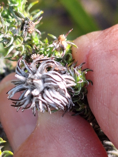 Image of Seriphium incanum by (c) Adele SL, some rights reserved (CC BY)