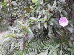 Melastoma sanguineum