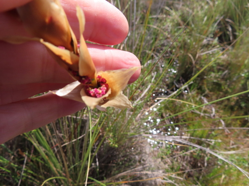 Image of Elegia fistulosa by (c) linkie, some rights reserved (CC BY)