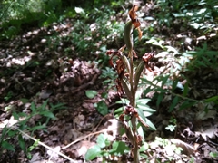 Himantoglossum comperianum