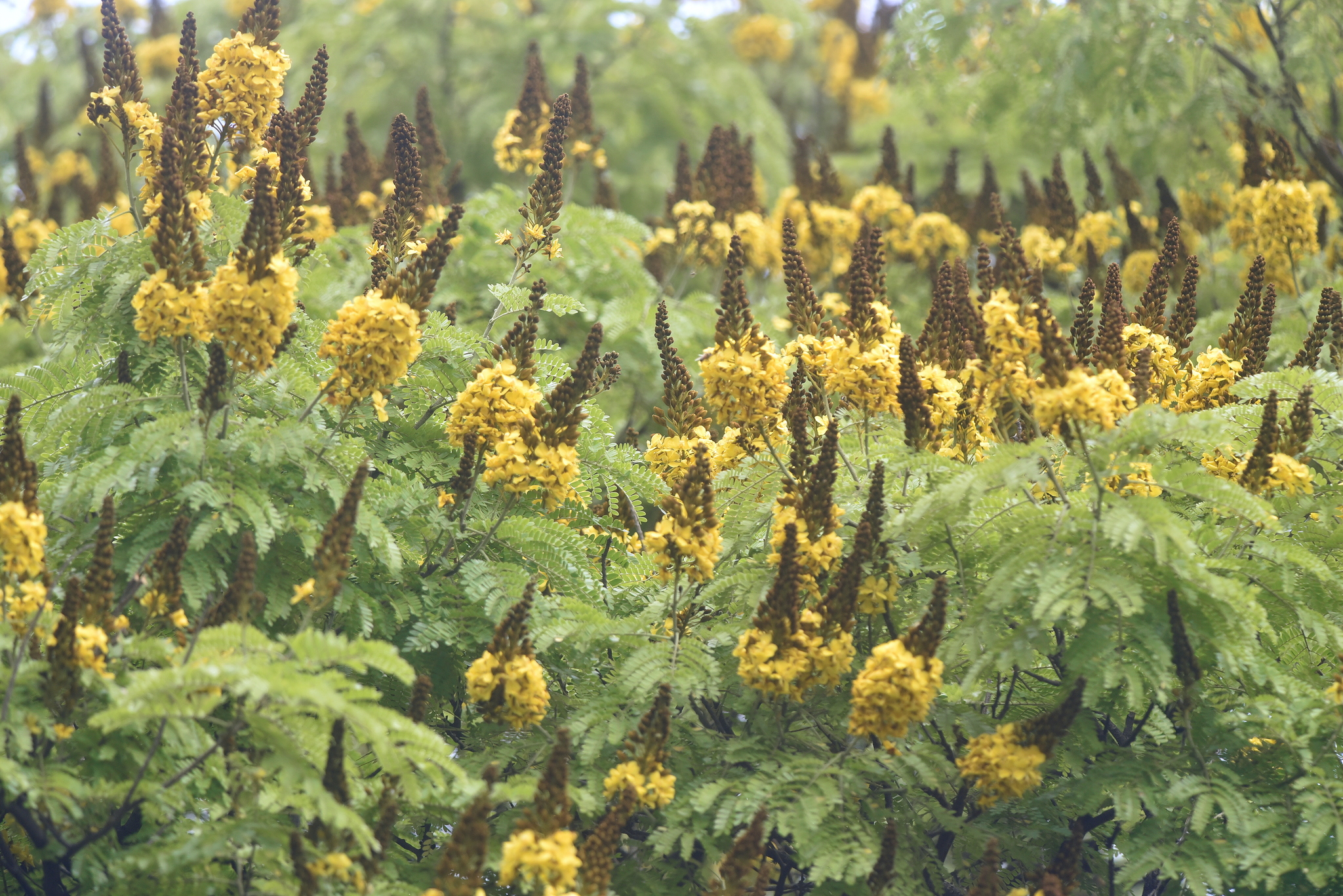 Cenostigma pluviosum