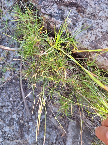 Image of Ficinia ramosissima by (c) Adele SL, some rights reserved (CC BY)
