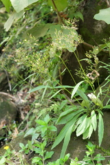 Ixeridium laevigatum