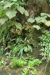 Ixeridium laevigatum