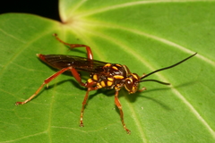 Degithina