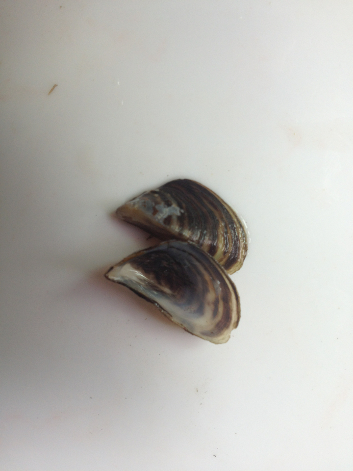 Zebra Mussel (ADIRONDACK RESEARCH GUIDEBOOK) · iNaturalist