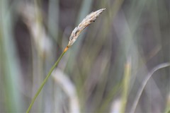 Carex filifolia