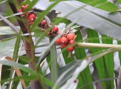 Alpinia stachyodes